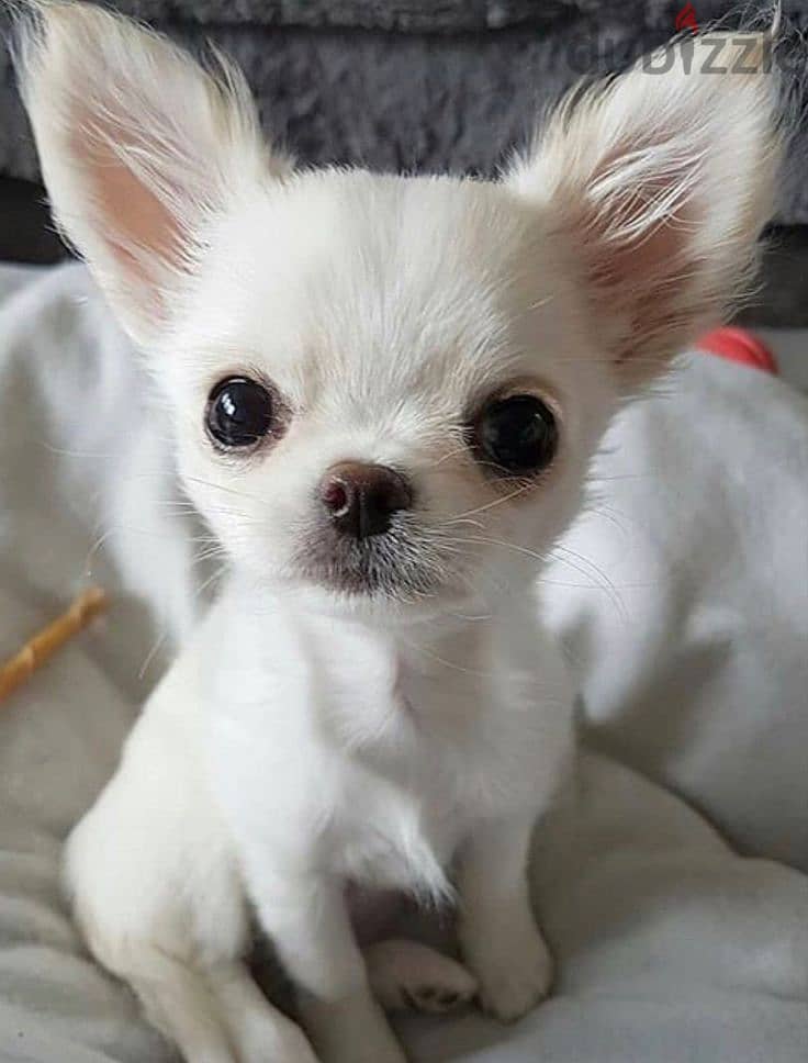 Chihuahua Puppies. Whatsapp me +972553390216. 1