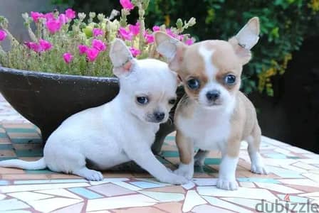 Chihuahua Puppies. Whatsapp me +972553390216.