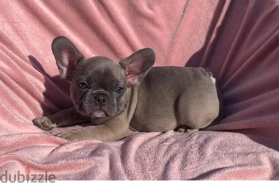 French Bulldog Puppies. Whatsapp me +972553390216. 1