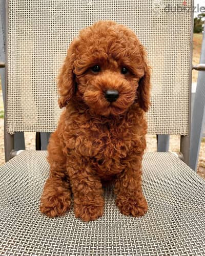 Poodle puppies//WhatsApp +97455792932