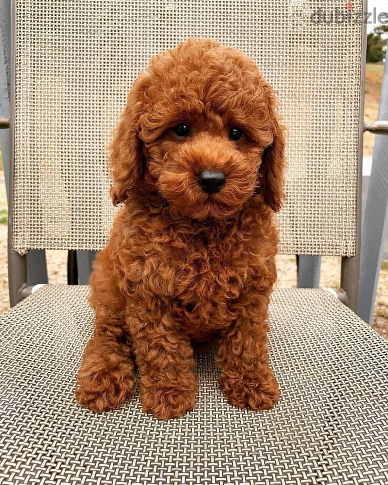 Poodle puppies//WhatsApp +97455792932 0