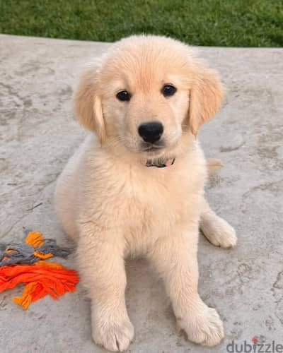 Golden Retriever// WhatsApp +97455792932