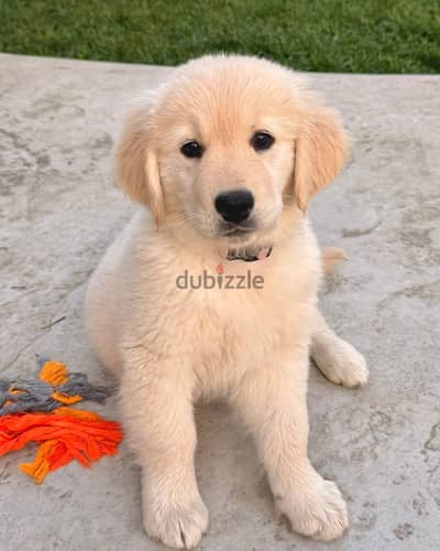 Golden Retriever// WhatsApp +971502618837