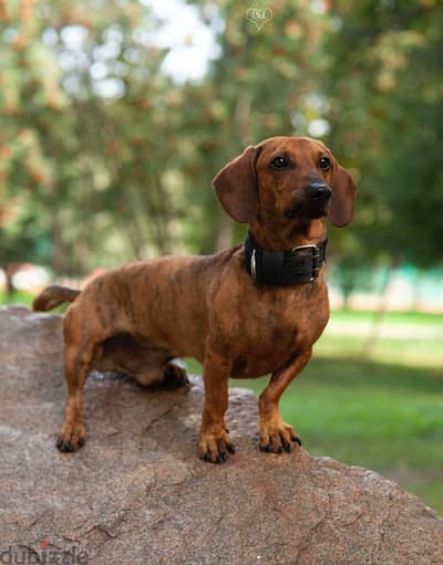 Adorable Daschund