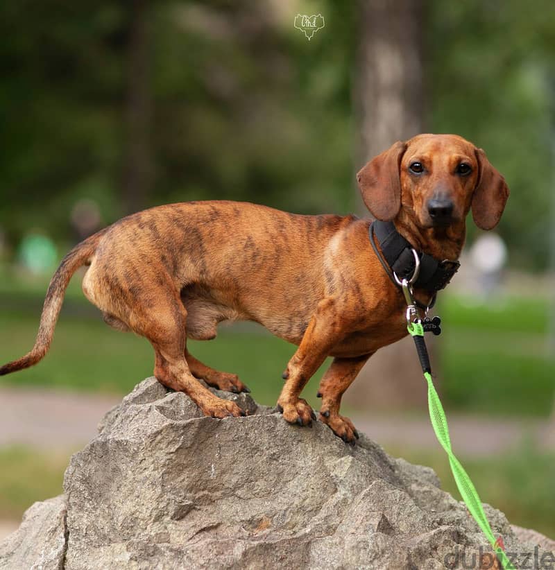 Adorable Daschund 3