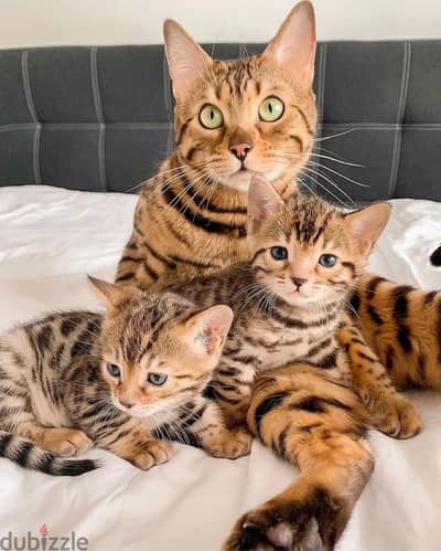 Bengal kitten// Whatsapp +97455792932