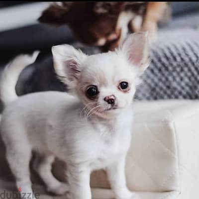 Chihuahua puppies// WhatsApp +97455792932