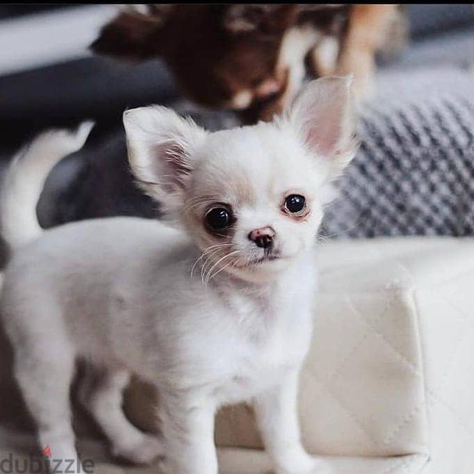 Chihuahua puppies// WhatsApp +97455792932 0