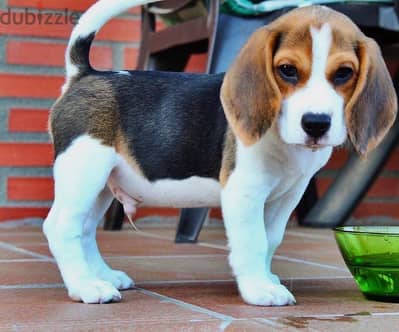 Beagle puppies// WhatsApp +97455792932