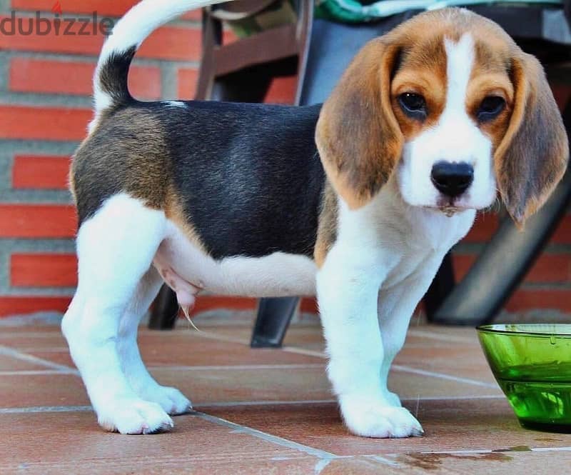 Beagle puppies// WhatsApp +97455792932 0