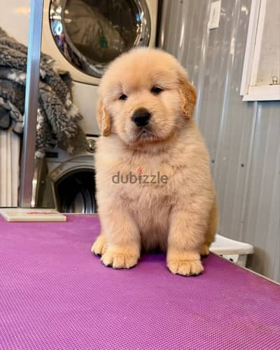 Golden Retriever//Whatsapp +97455937699