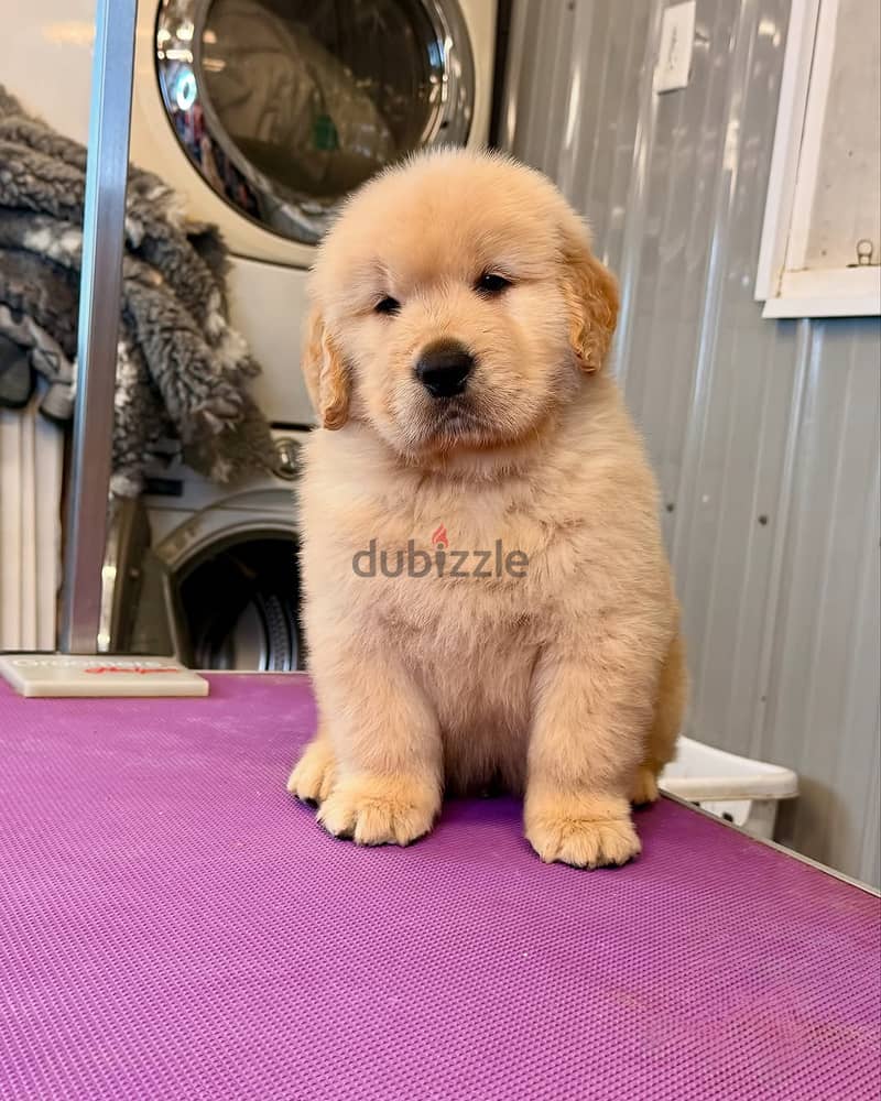 Golden Retriever//Whatsapp +97455937699 0