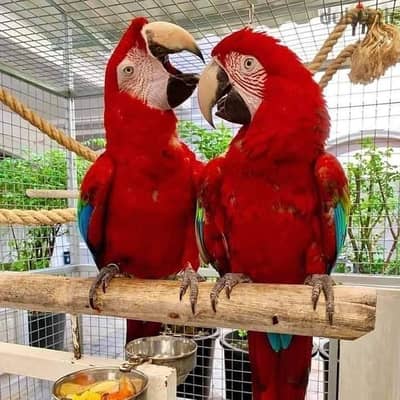 Baby & Adult Parrots Available - Scarlet, Green-wing, African Grey