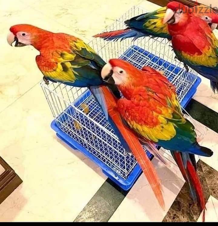 Baby & Adult Parrots Available - Scarlet, Green-wing, African Grey 2