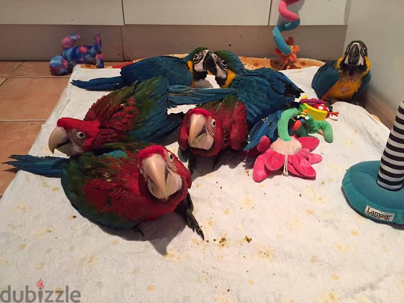 Baby & Adult Parrots Available - Scarlet, Green-wing, African Grey 3