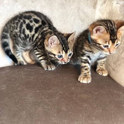 Bengal kittens for sale