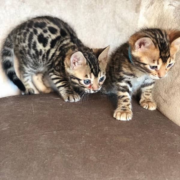 Bengal kittens for sale 0