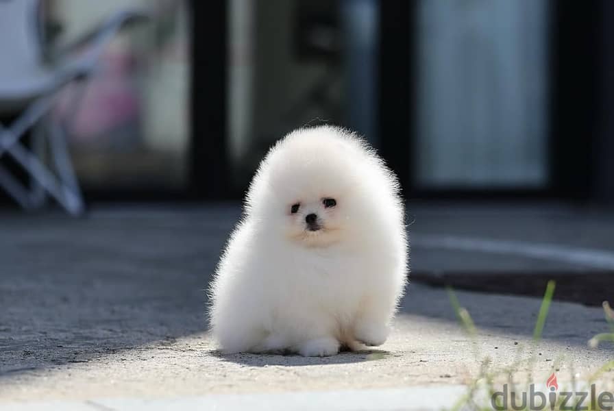 Pomeranian// WhatsApp +971552543679 0