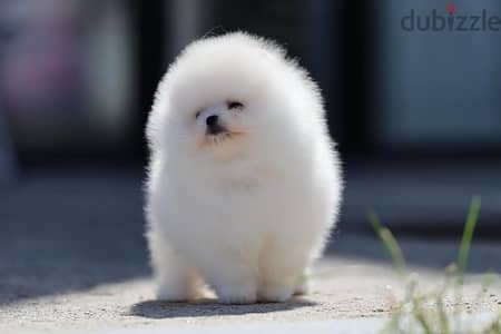 Pomeranian// WhatsApp +971552543679