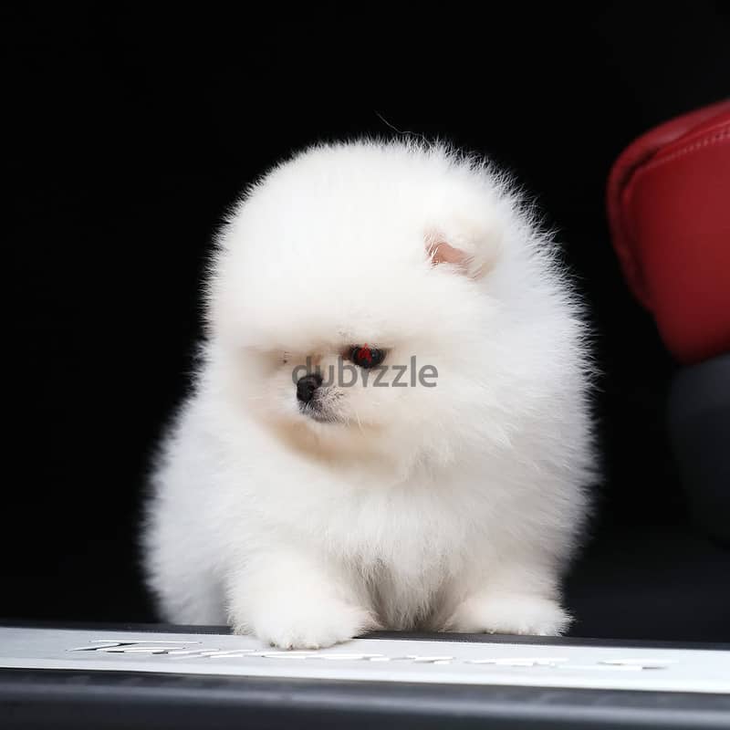 Pomeranian// Whatsapp +97455792932 0