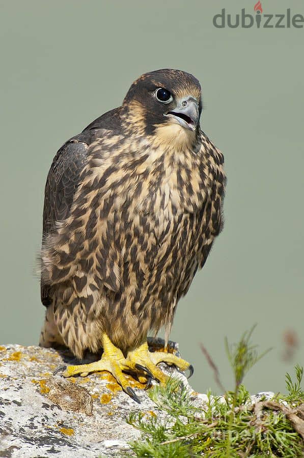 Peregrine Falcon 0