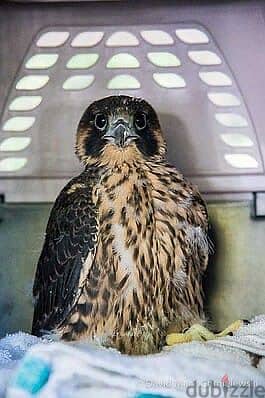 Peregrine Falcon 1