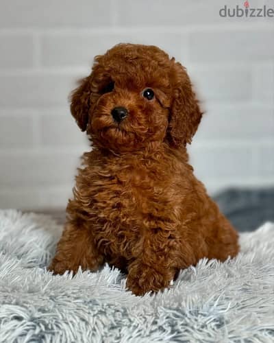 Poodle puppies// Whatsapp +97455792932