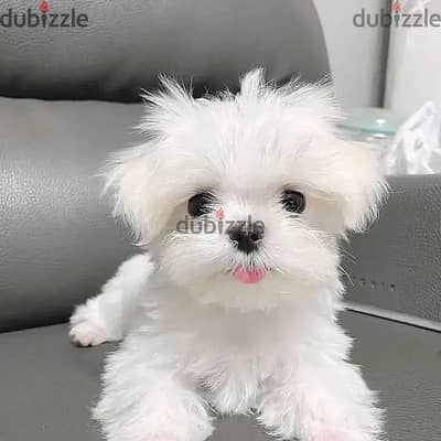 Maltese puppies// Whatsapp +97455937699