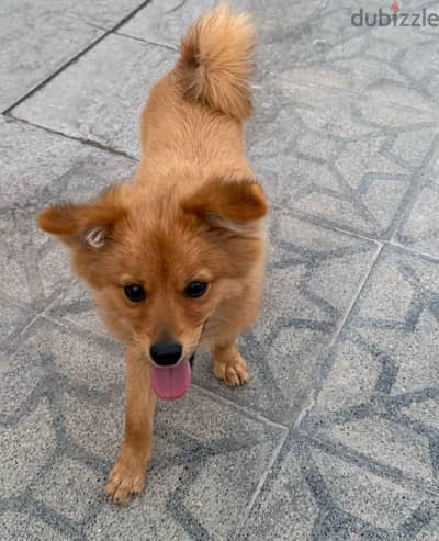 Pomeranian Mix Golden Retriever