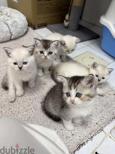 Half Scotish Half Siamese kittens