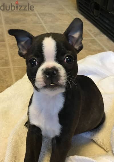 Boston Terrier