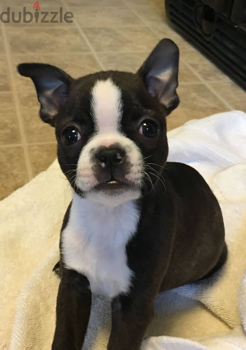 Boston Terrier 0