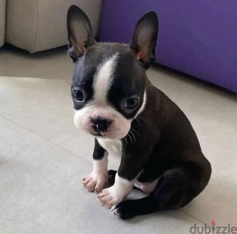 Boston Terrier 1