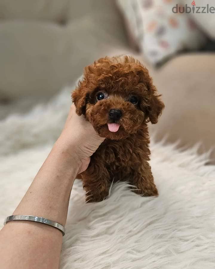 Whatsapp Me +972555074990 Toy Poodle Puppies 1