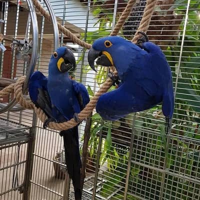 Whatsapp Me +966583921348 Hyacinth Macaws