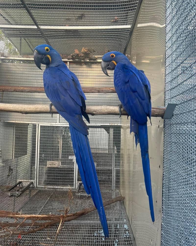 Whatsapp Me +966583921348 Hyacinth Macaws 1