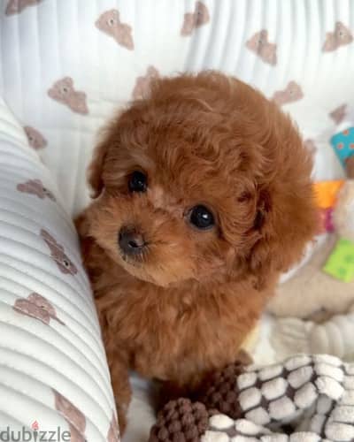 WhatsApp me +4917629216066 TOY POODLE PUPPIES FOR SALE