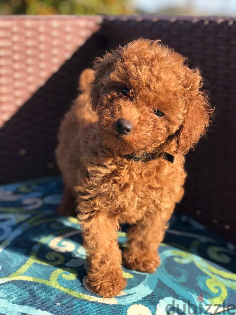 WhatsApp me +4917629216066 TOY POODLE PUPPIES FOR SALE 1