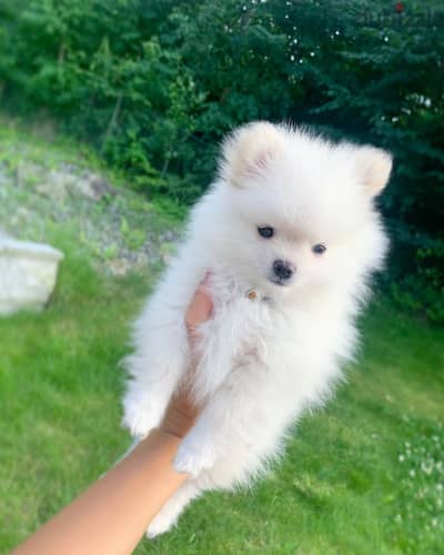 WhatsApp +4917629216066 Pomeranian puppies for sale