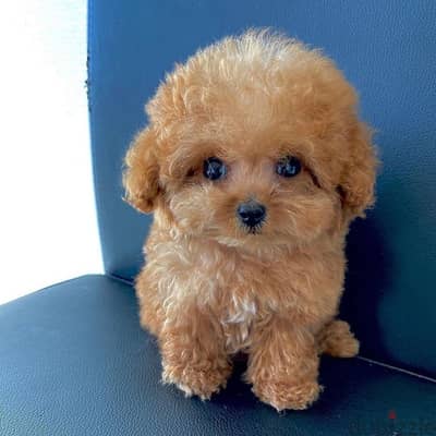 WhatsApp +4917629216066 poodle puppies