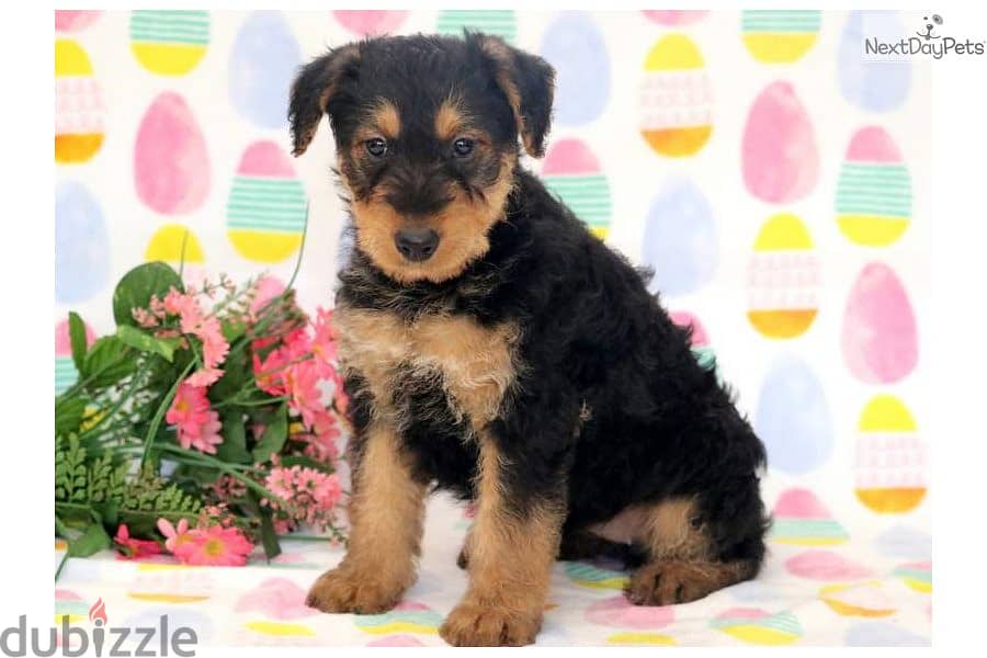 Whatsapp Me +972555074990 Airedale Terrier 1