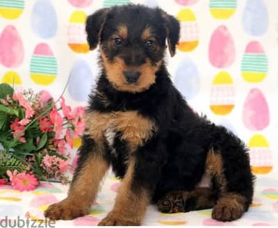 Whatsapp Me +972555074990 Airedale Terrier