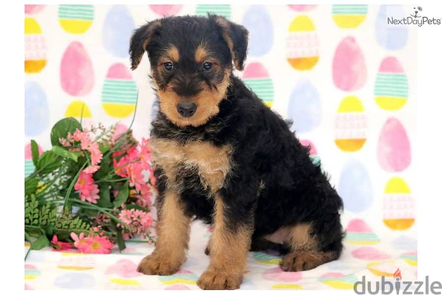 Whatsapp Me +972555074990 Airedale Terrier 1