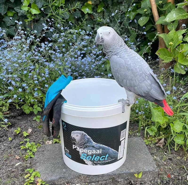 Whatsapp Me +966588993320 Afri-can Gray Parrots 1