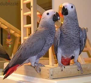 Whatsapp Me +966588993320 Afri-can Gray Parrots 1