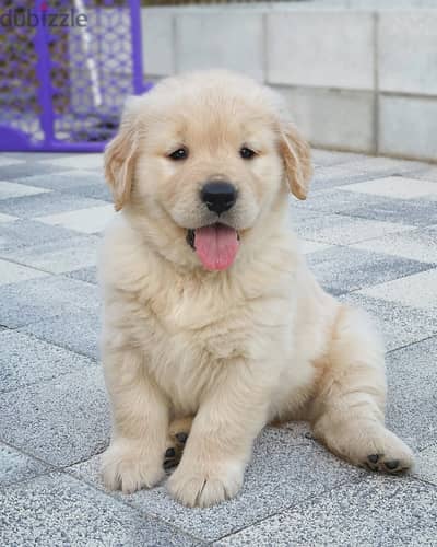 Golden Retriever// WhatsApp +971552543679