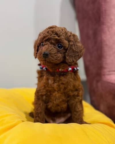 Poodle puppies// Whatsapp +97455937699