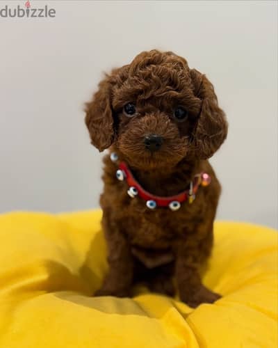 Poodle puppies// Whatsapp +97455937699