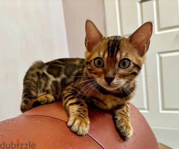 Whatsapp Me +972555074990 Bengal Cats 1