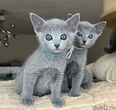 Whatsapp Me +966588993320 Rus-sian Blue Cats